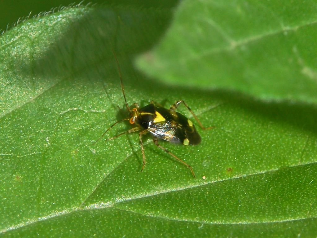 Miridae: Liocoris tripustulatus della Liguria (GE)